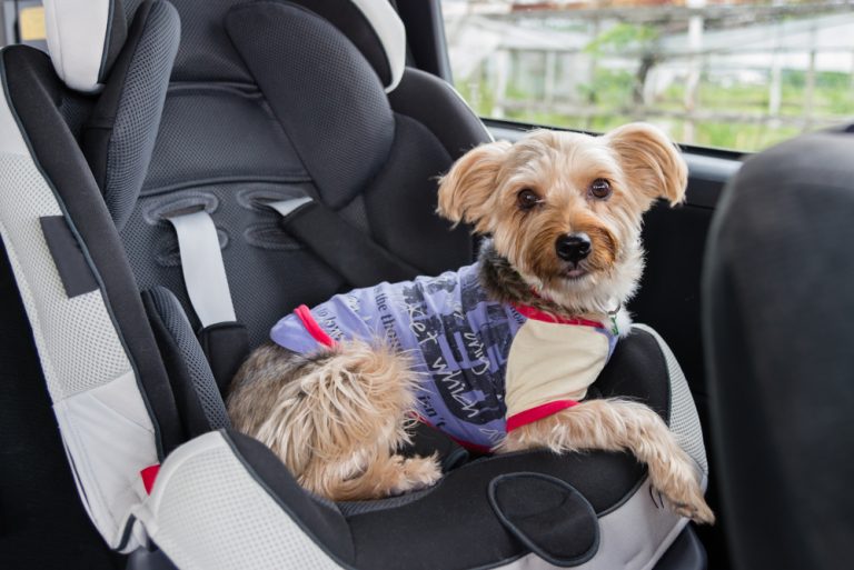 Read more about the article How to Travel Safely with Your Pet
