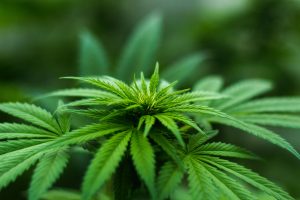 Read more about the article Medical Marijuana, Recreational Pot Laws and Driving
